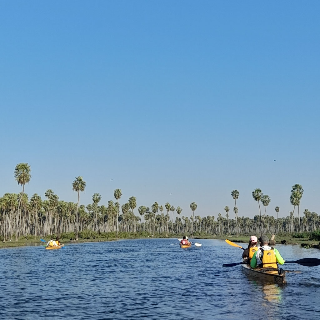 Guía de kayak en los Esteros del Iberá